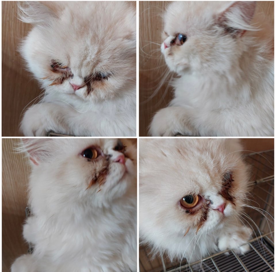 천안시유기동물보호소_444449202301049